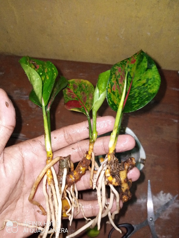 Tanaman Hias Agloenema Heng Heng
