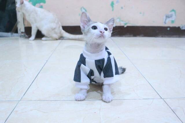 Kaos strip hitam putih motif besar lucu untuk kucing dan anjing baju kucing murah size S M L XL