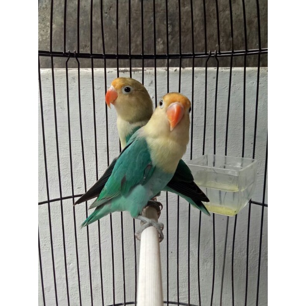 Sepasang burung Lovebird Pb