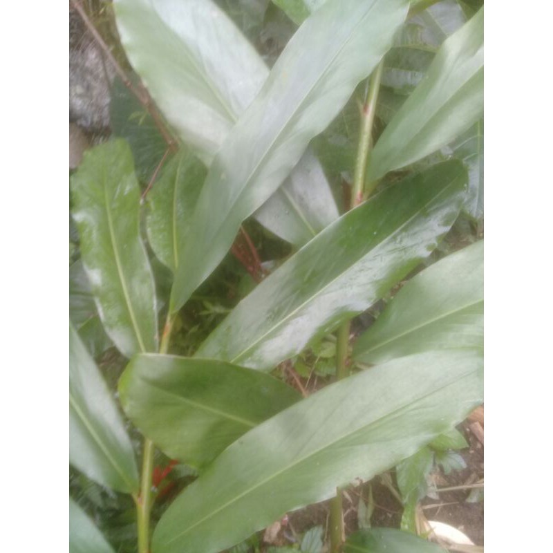 

daun walang bumbu sayur 20 lembar