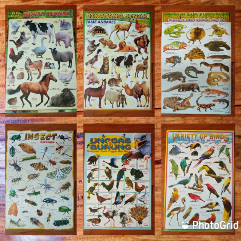 Poster Hewan Ternak  Poster Burung  Poster Binatang