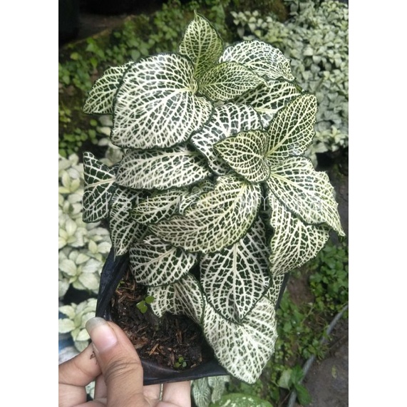 Fittonia White Brocade