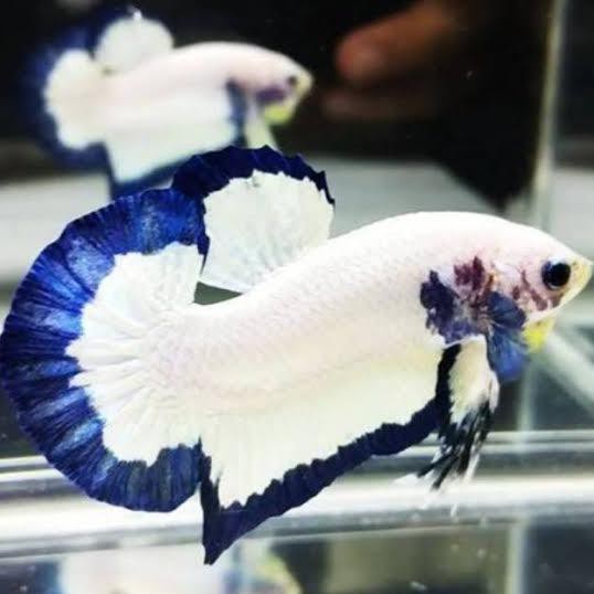 Terlaris Produk Terlaris Hobi Para Artis Koleksi Cupang Betina Female Blue Rim