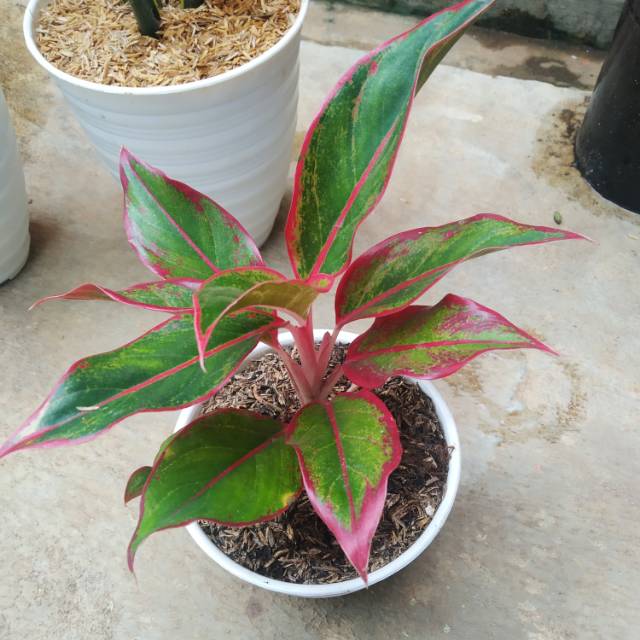 Tanaman hias aglonema lipstik+pot putih