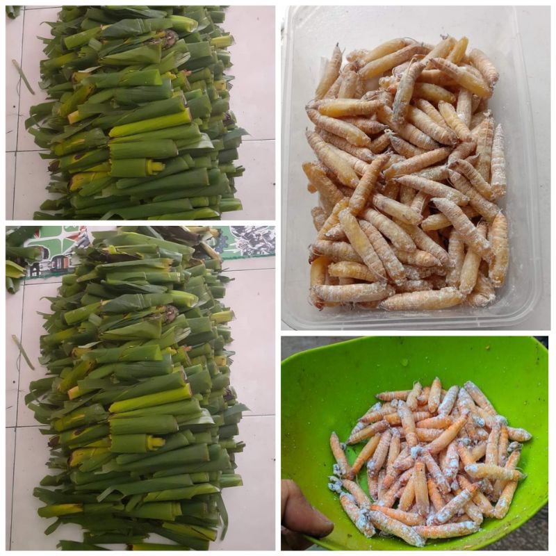 Kepompong Pisang Umpan Mancing Ikan Bawal