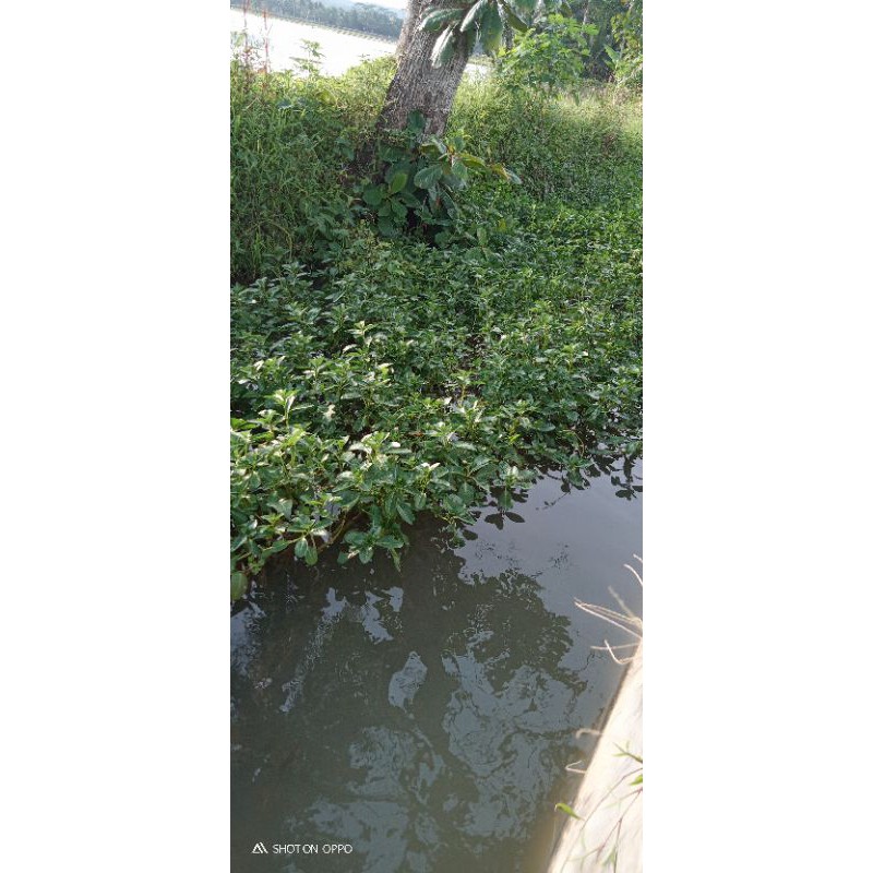 tanaman anubias(tanaman pembersih kotoran di kolam ikan)aguascape