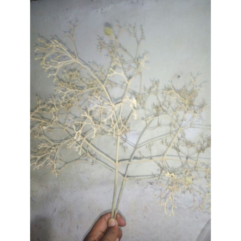 1ranting dari biji pohon jati