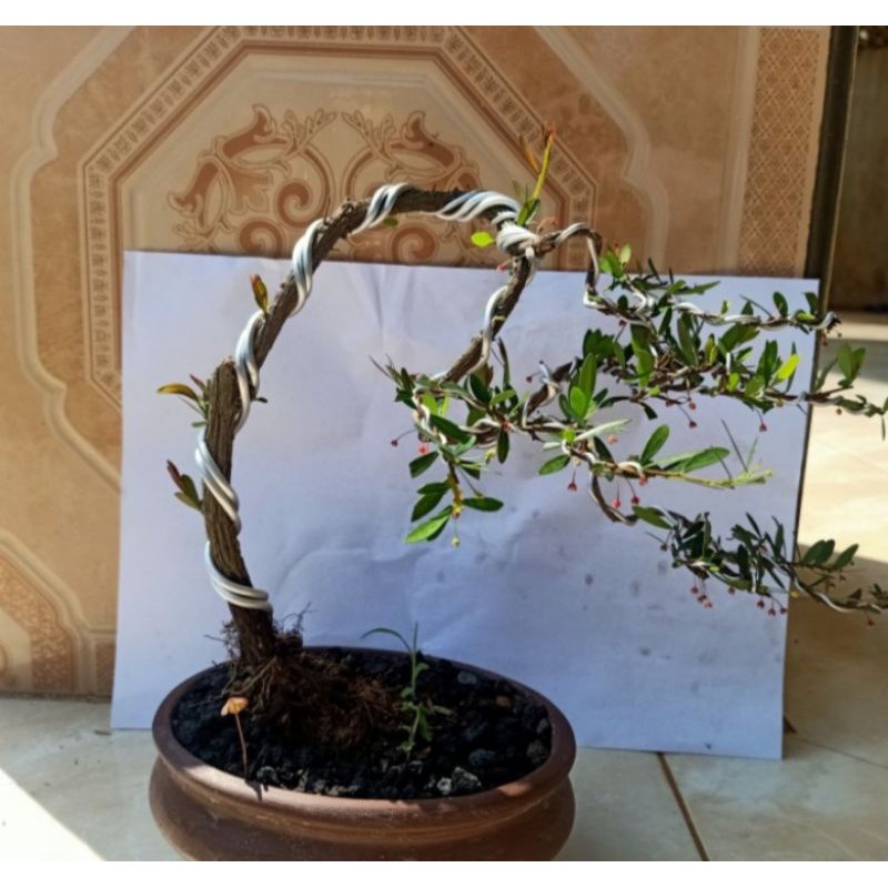 bonsai cendrawasih tanaman hias pohon bonsai cendrawasih