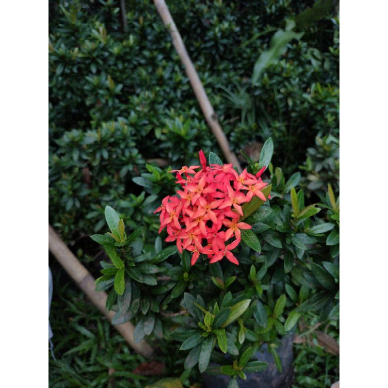 Bunga Soka, Soka per polibag