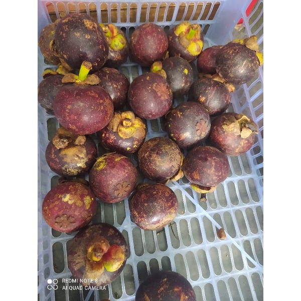 

manggis stok terbatas