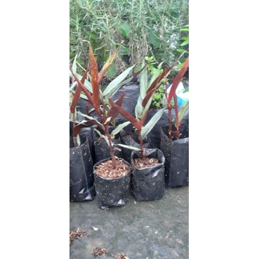 bibit jahe Wulung (jahe hitam )