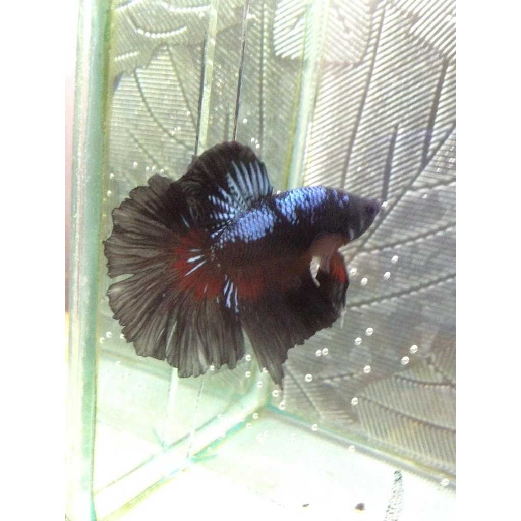 ikanCupangHalfmoonAvatar