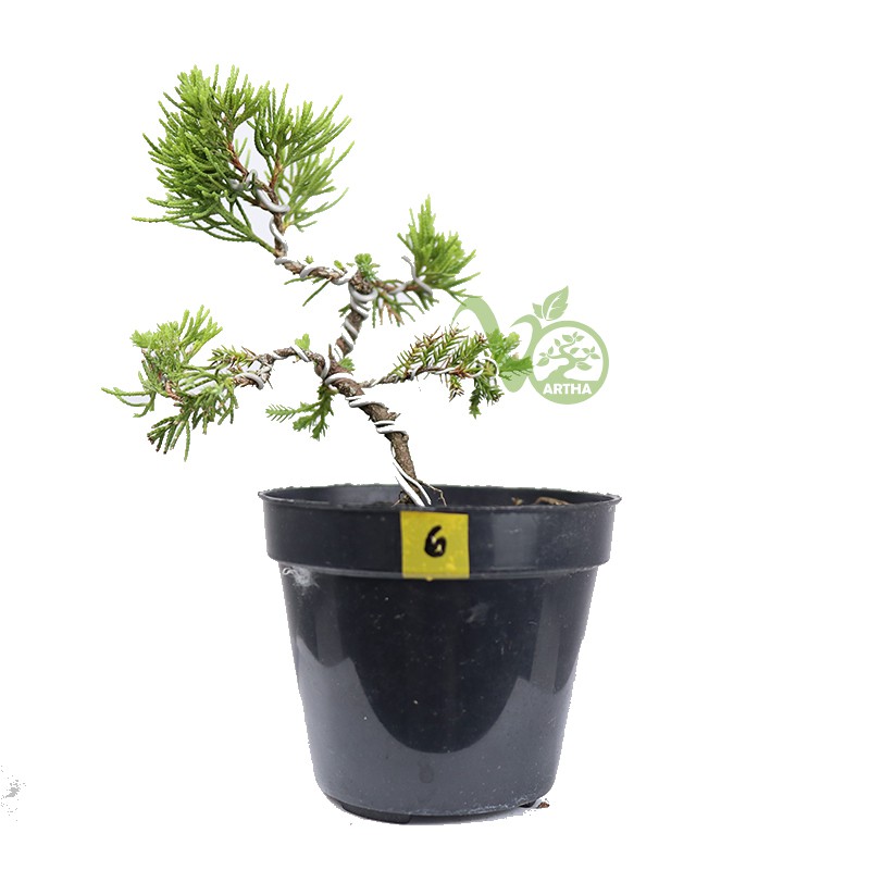 Bonsai Cemara Sinensis Mame