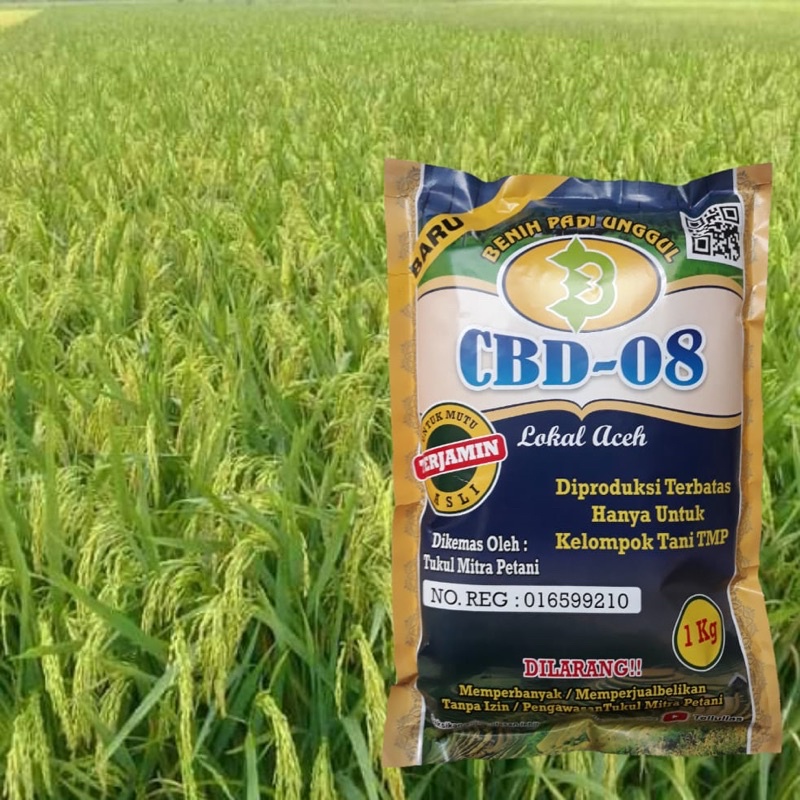 Padi Unggul CBD 08 Padi Unggul CBD 08 Terbaru