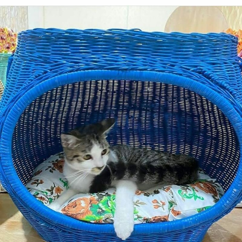 Rumah Kucing  Shopee Indonesia
