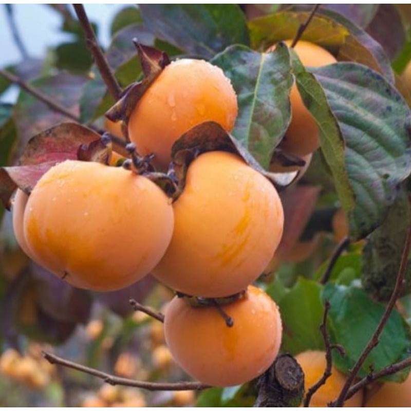 Bibit kesemek Jepang