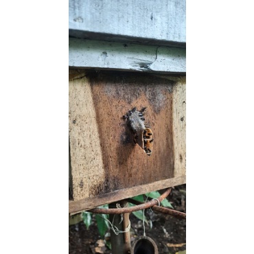 itama jawa dalam stuff