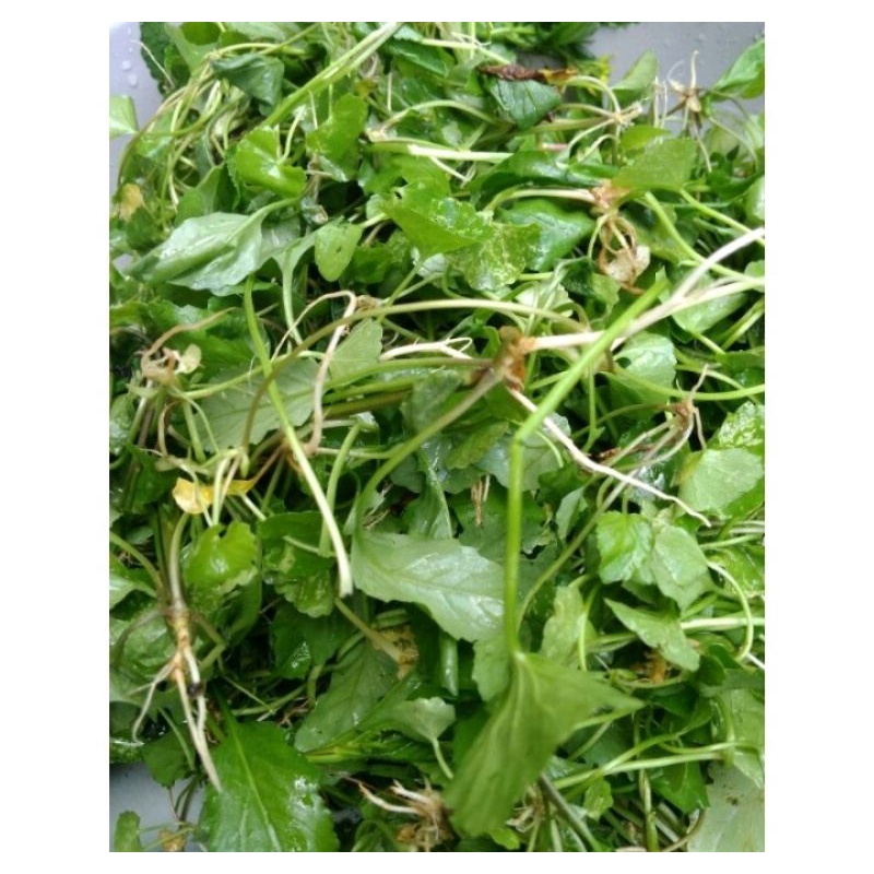 

daun pegagan segar atau daun antanan bisa untuk bibit