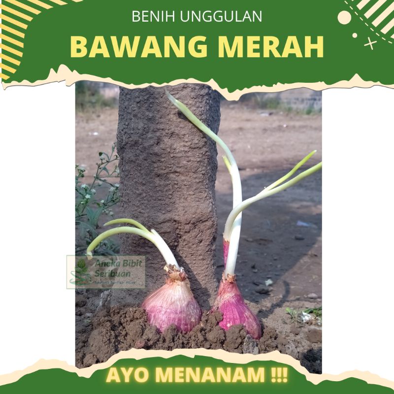 60 biji - Benih bawang merah Lokananta