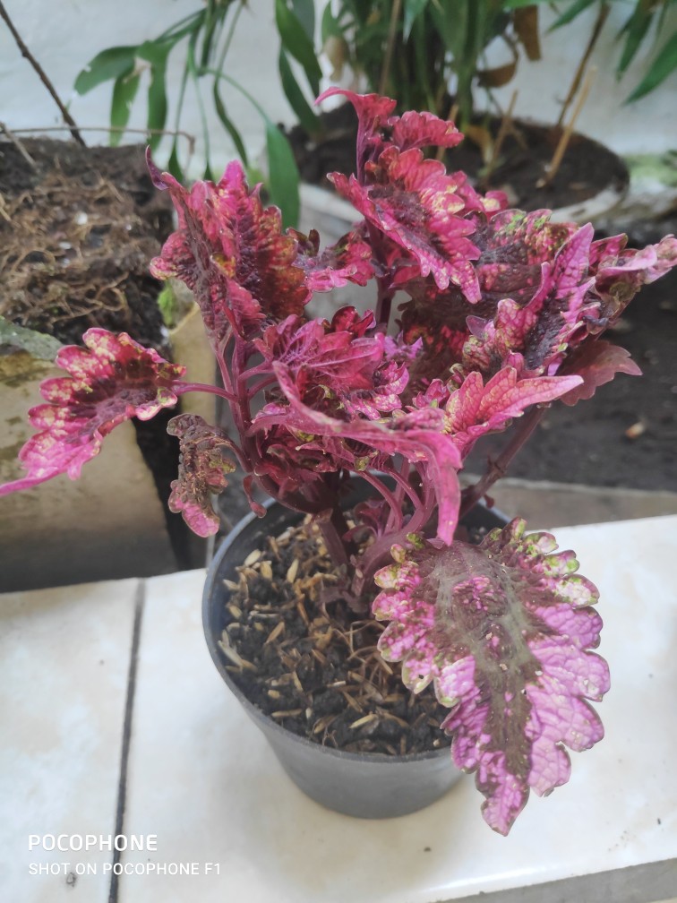 Tanaman Hias - Miana Iler No. 01