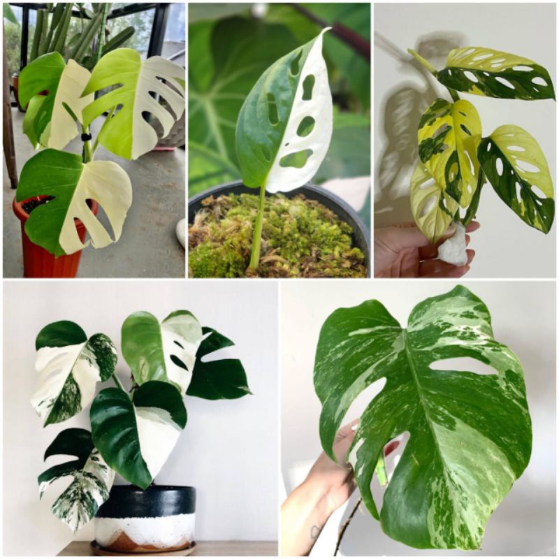 Promo Paket Hemat 5 Tanaman hias Monstera paket 5 Bibit Bonggol Tanaman Hias Monstera