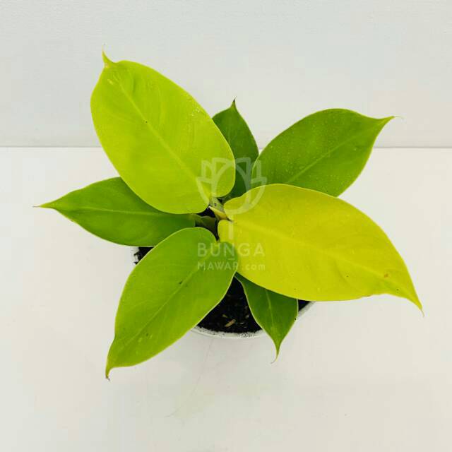 Best Seller Tanaman Hias Philodendron Moonlight (philo Lemon) nRYmpMt0DOBW7