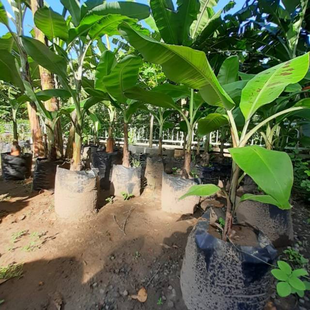 Bibit Pohon Pisang Raja