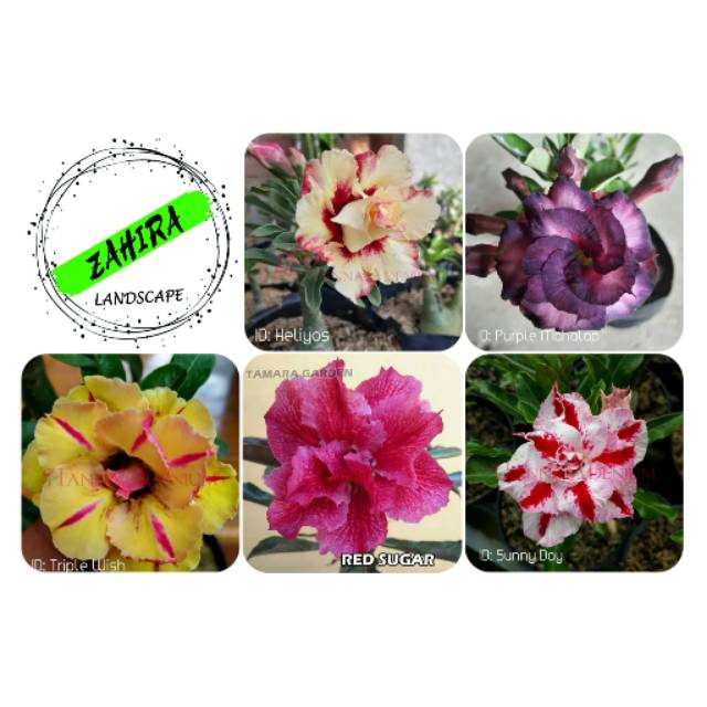 Paket (B2) 5 Bibit Kamboja Adenium Bunga Tumpuk - Tanaman Hias