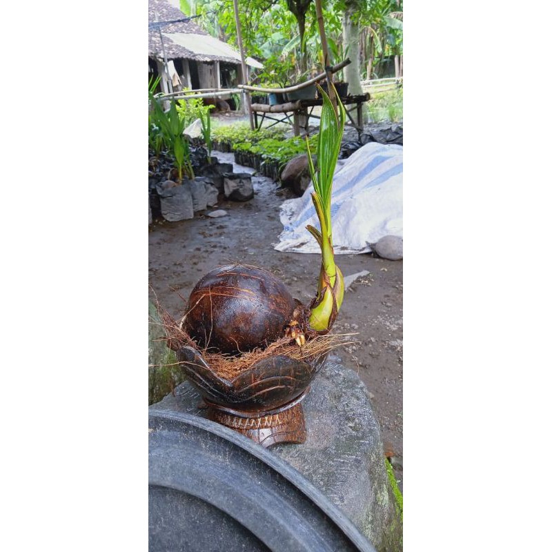 Bonsai kelapa Minion SDH berakar dan tunas panjang
