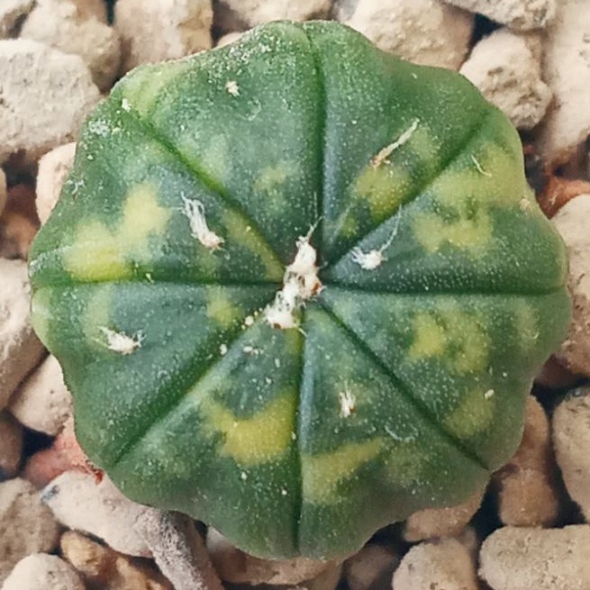 Kaktus Astrophytum Asterias Variegata | Astro | Asterias | Var | Astro Varigata | Asterias Varigata
