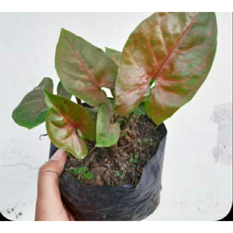 Tanaman Hias Syngonium Merah atau Singonium Merah