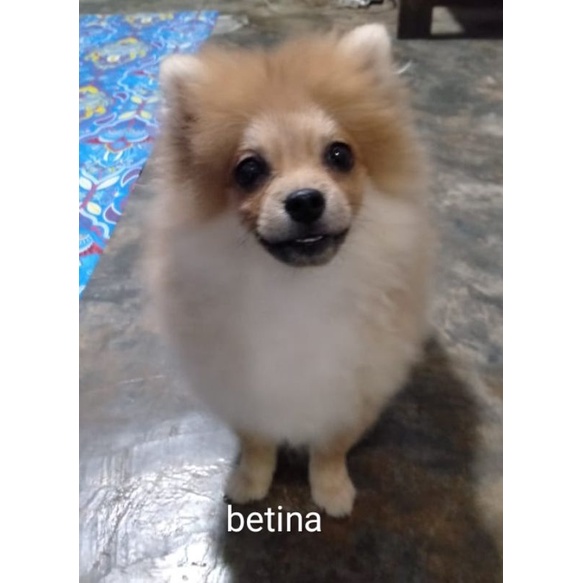 Anak Anjing puppy Mini Pom