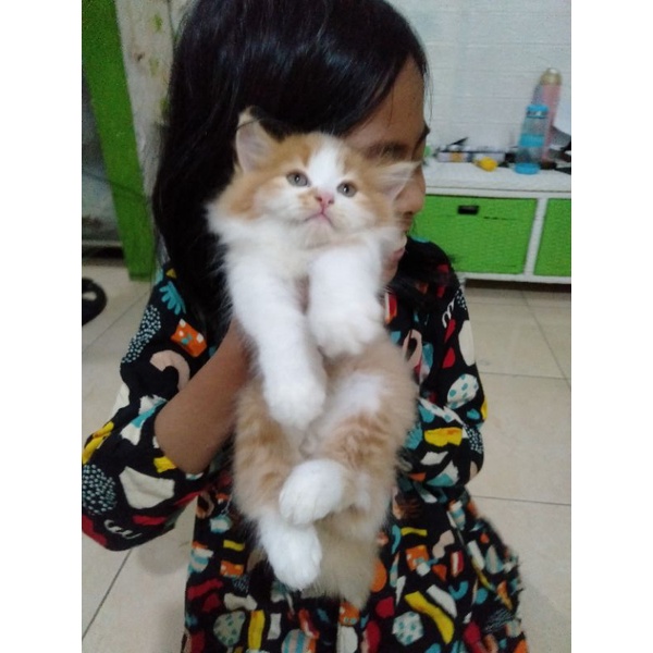 Anak kucing anggora 2 bulan/kitten Persia