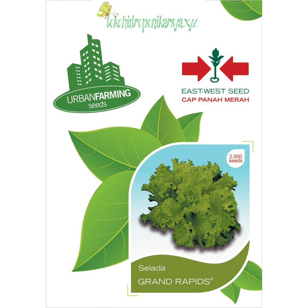 Benih Bibit Selada Grand Rapids Panah Merah Personal Pouch