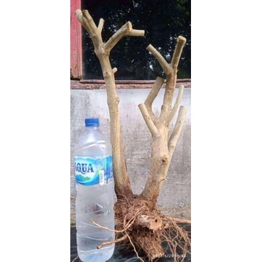 BONSAI LANTANA BER KARAKTER MEDIUM