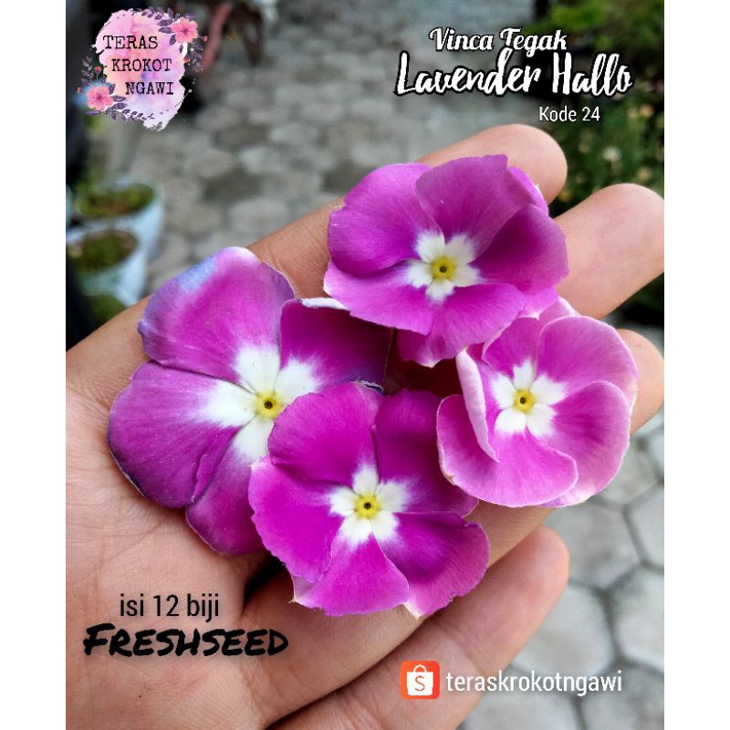 Vinca Import Tegak Lavender Hallo Benih Biji Bunga Tanaman Hias Tapak Dara