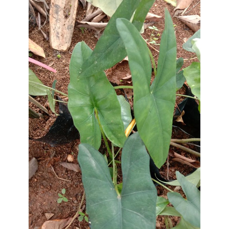 

caladi
