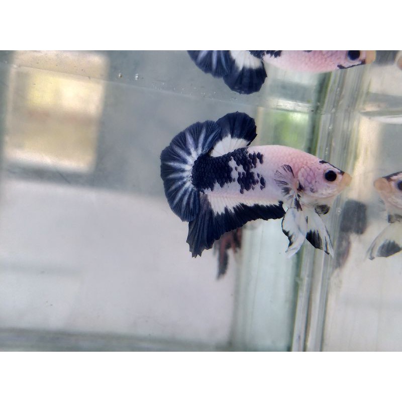 

Ikan Cupang Blue Panda