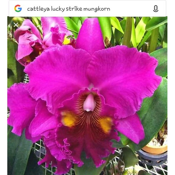 Anggrek Cattleya Blc. Lucky Stripe Mungkorn