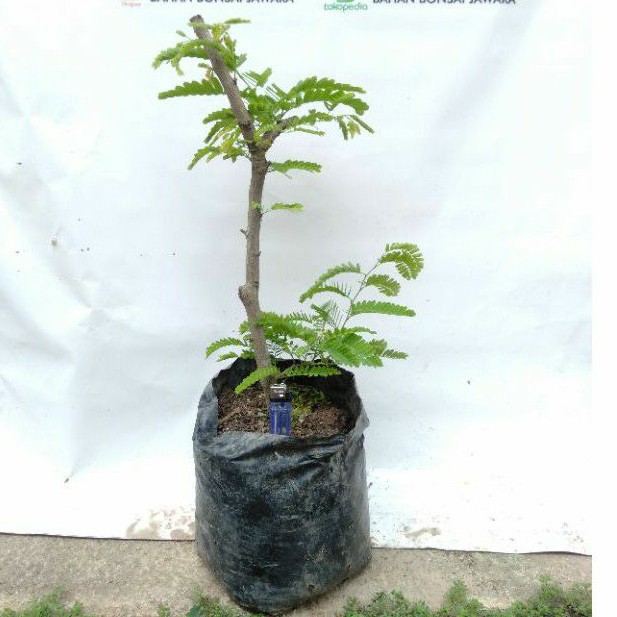 (REAL PICT) BAHAN BONSAI ASEM DONGKELAN