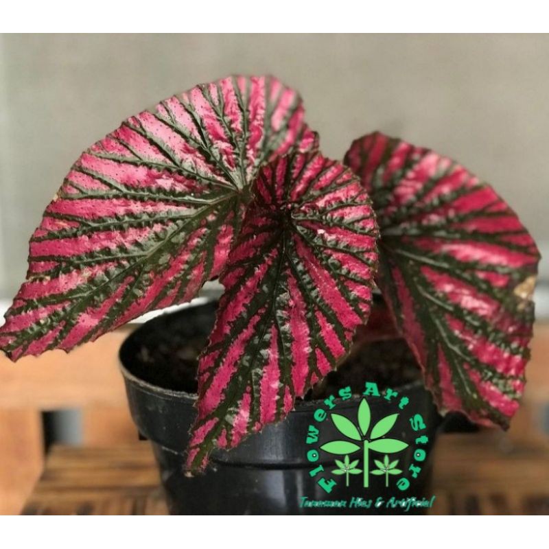 Tanaman Hias Begonia Rex Walet-Begonia Rex Walet + Pot