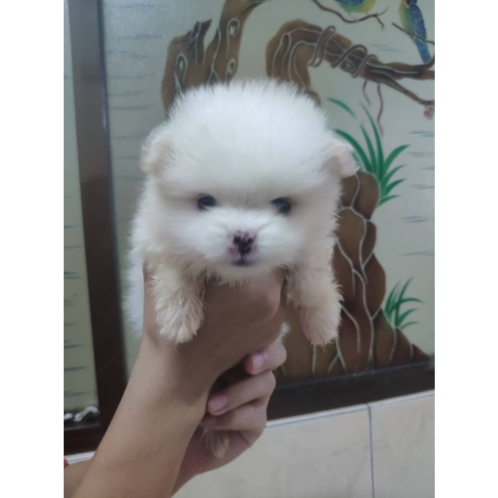 Minipom Stb Vaksin Microchip Super Mini Pom Pomeranian Ready / Open Booking Medan