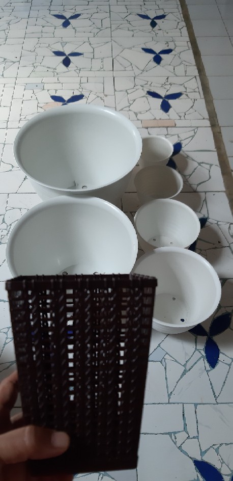 Pot Nanas 20/pot Tawon/pot Wanky