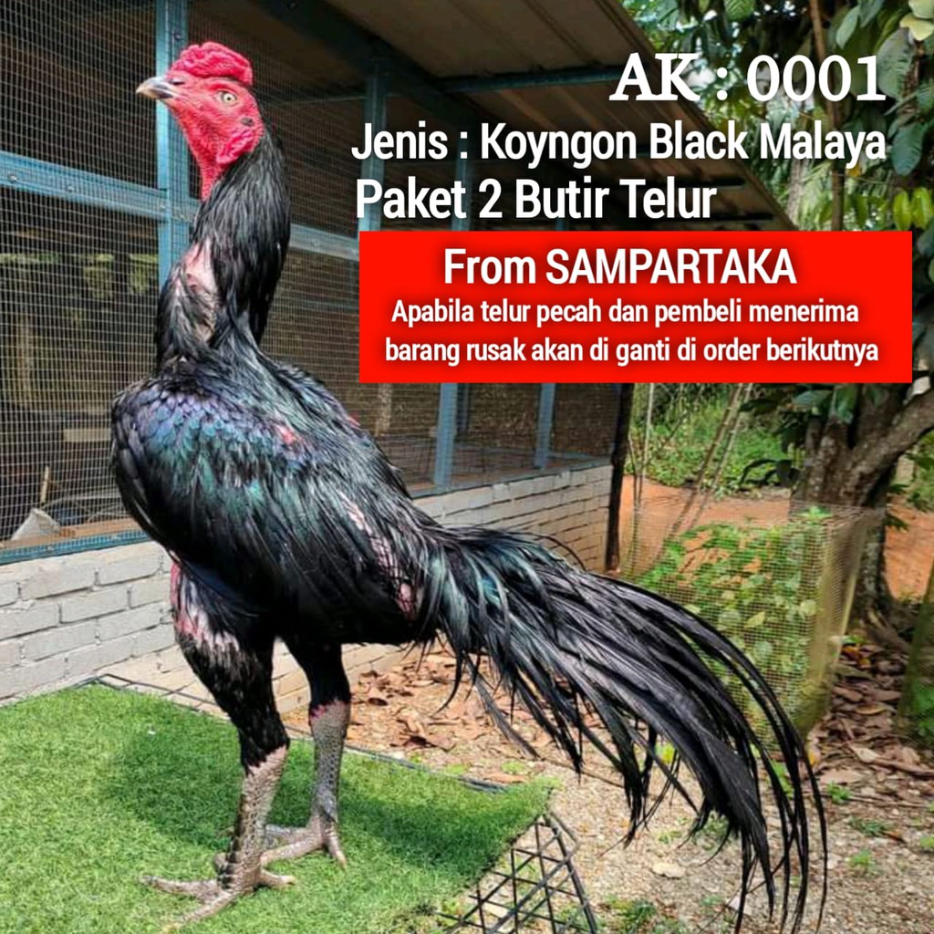 Ayam Aduan impor black koytrad ekor lidi pakhoy super thailand paket 2 butir