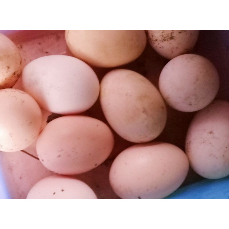 

Telur ayam cemani lidah hitam