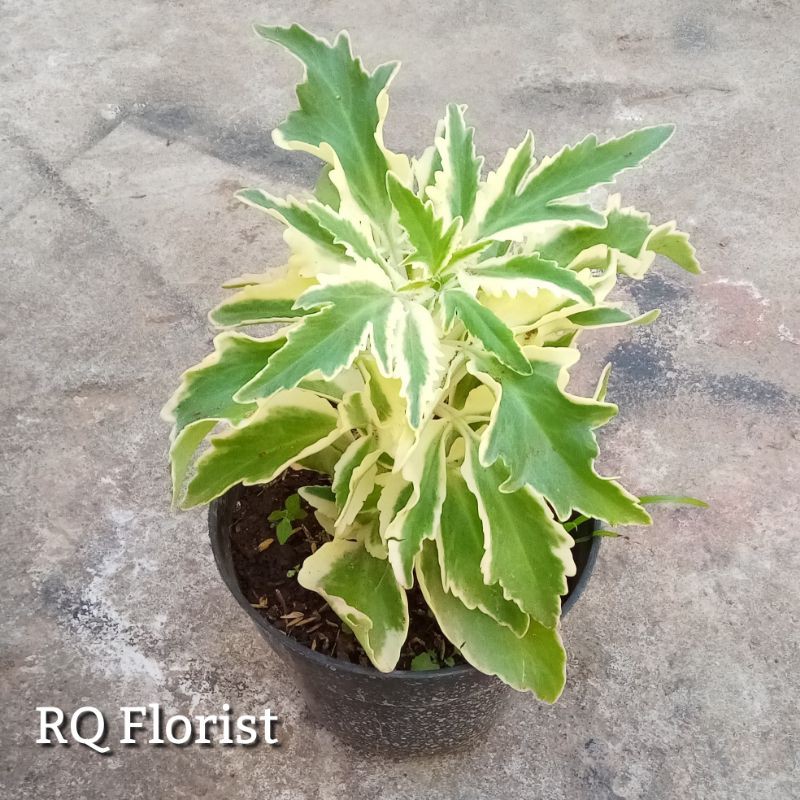 Tanaman Hias Cocor Bebek Varigata