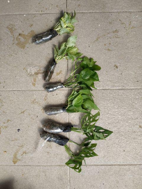  Tanaman  Hias  Daun  Janda Bolong  Monstera Shopee Indonesia