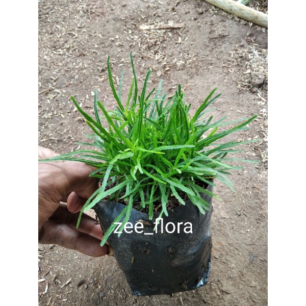 krokot jarum hijau / krokot California hijau