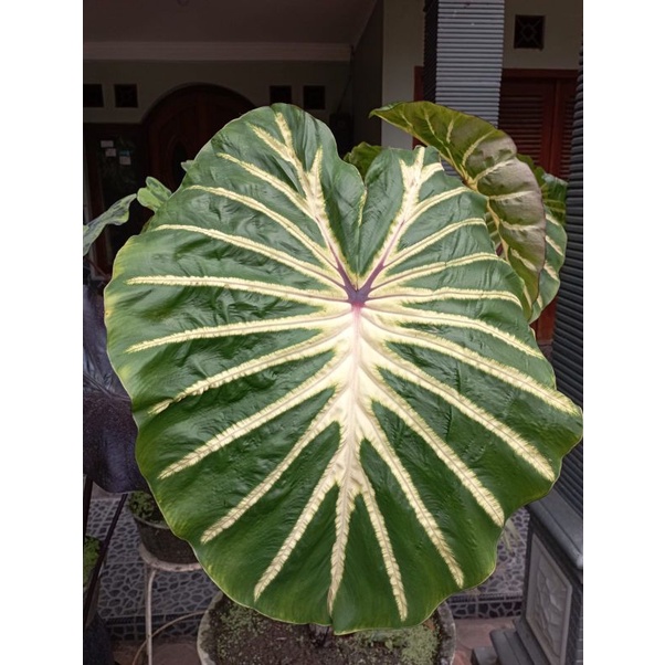 Colocasia White Lava