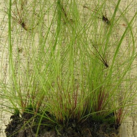 Terbaru Eleocharis Vivipara Hairgrass Giant Tanaman Aquascape Best Quality